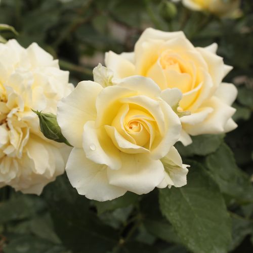 Rosen Online Kaufen - Rosa Rivedoux-plage™ - gelb - rosa - floribundarosen - duftlos - Dominique Massad - Mit ihrem diskreten Duft und ihren vollgefüllten Blüten erinnert sie an romantische Rosen.